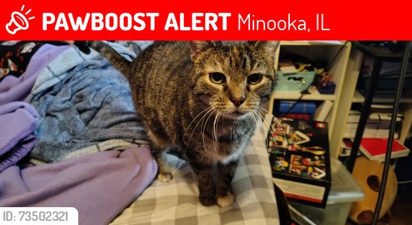 Lost Female Cat last seen Arrowhead drive and Cody in minooka, Minooka, IL 60447