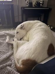 Lost Female Dog last seen Virginia Avenue, Atlanta, GA 30344