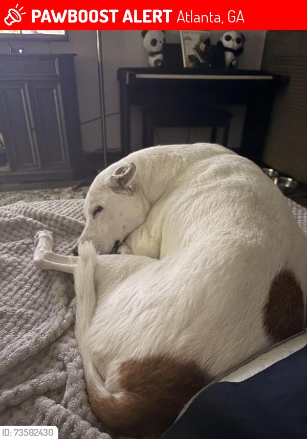 Lost Female Dog last seen Virginia Avenue, Atlanta, GA 30344