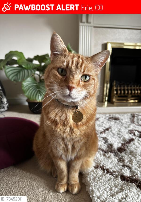 Lost Male Cat last seen Lister Way, Erie, CO 80516