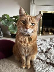 Lost Male Cat last seen Lister Way, Erie, CO 80516