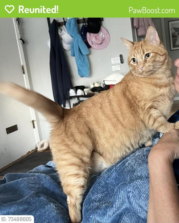 Reunited Male Cat last seen London Lane and Huntington, Glenview, IL 60025