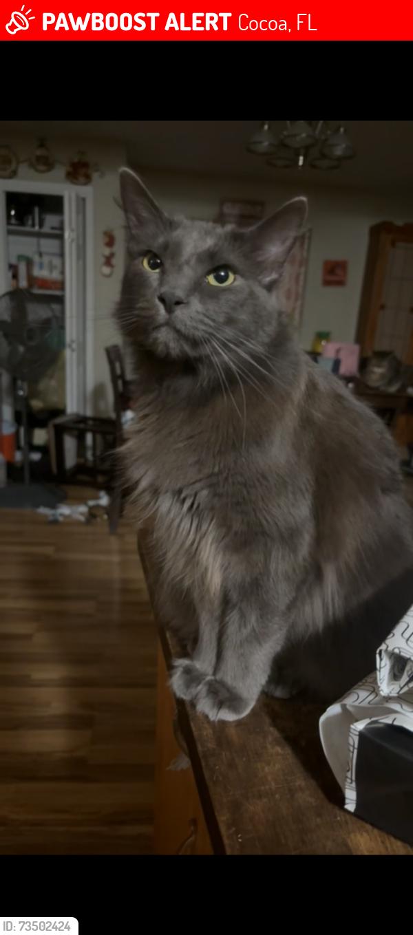 Lost Male Cat last seen Grape street, cherry street, pine street., Cocoa, FL 32922