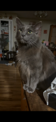 Lost Male Cat last seen Grape street, cherry street, pine street., Cocoa, FL 32922
