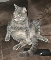Lost Male Cat last seen Pinedale cir NW. conyers. 30012, Conyers, GA 30012