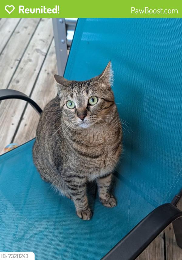 Reunited Female Cat last seen Helzer Dr., San Jose, CA 95136