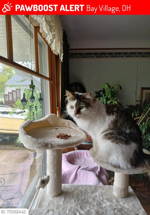 Lost Female Cat last seen Cahoon, Bay Village, OH 44140
