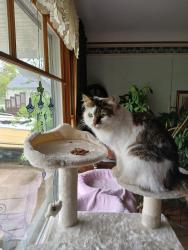 Lost Female Cat last seen Cahoon, Bay Village, OH 44140