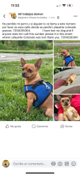 Lost Male Dog last seen Na, Lafayette, CO 80026