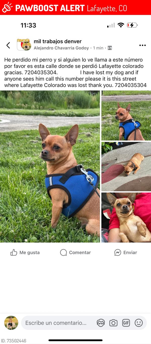 Lost Male Dog last seen Na, Lafayette, CO 80026