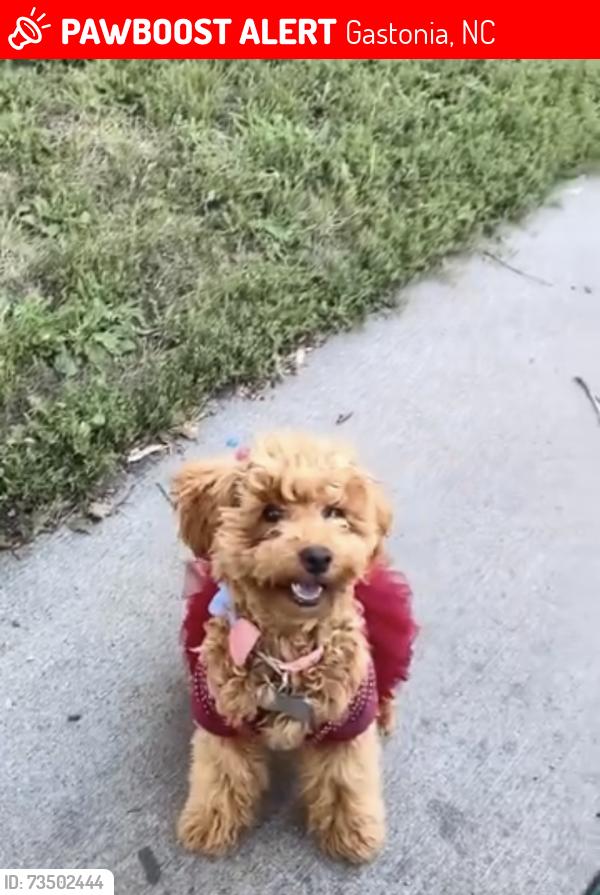 Lost Female Dog last seen Gastonia 718 forest drive 28054, Gastonia, NC 28054