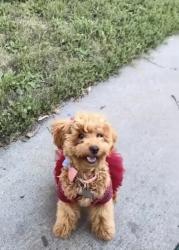 Lost Female Dog last seen Gastonia 718 forest drive 28054, Gastonia, NC 28054