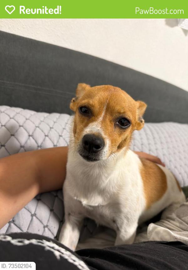 Reunited Female Dog last seen Cyrene Drive, Carson, CA, Carson, CA 90746