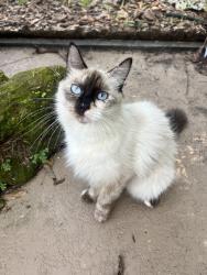 Reunited Female Cat last seen E Fort King Street, Ocala, FL 34471