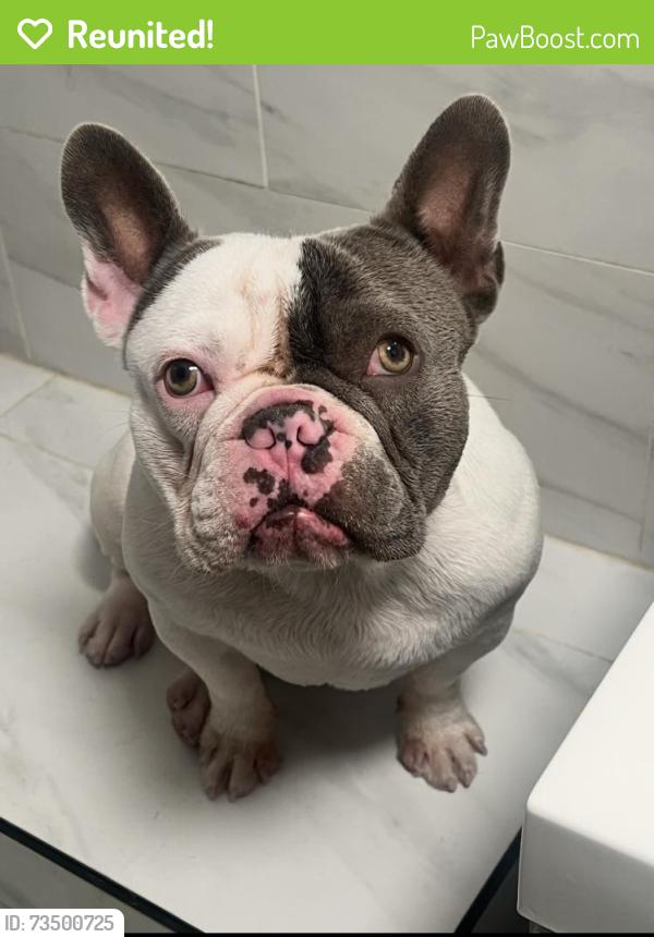 Reunited Male Dog last seen Haddon laurel canyon, Los Angeles, CA 91331