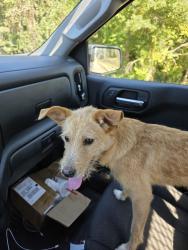 Found/Stray Male Dog last seen Bethel Luthern Church, Claremont, NC 28610