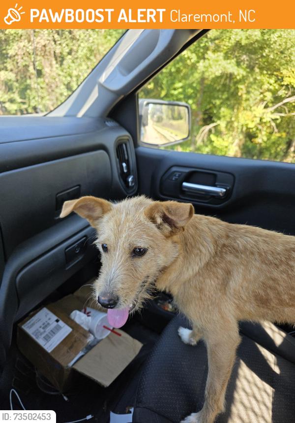 Found/Stray Male Dog last seen Bethel Luthern Church, Claremont, NC 28610