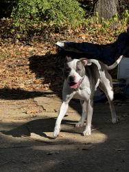 Found/Stray Male Dog last seen Near Gristmill Rd, Little Rock, AR 72227