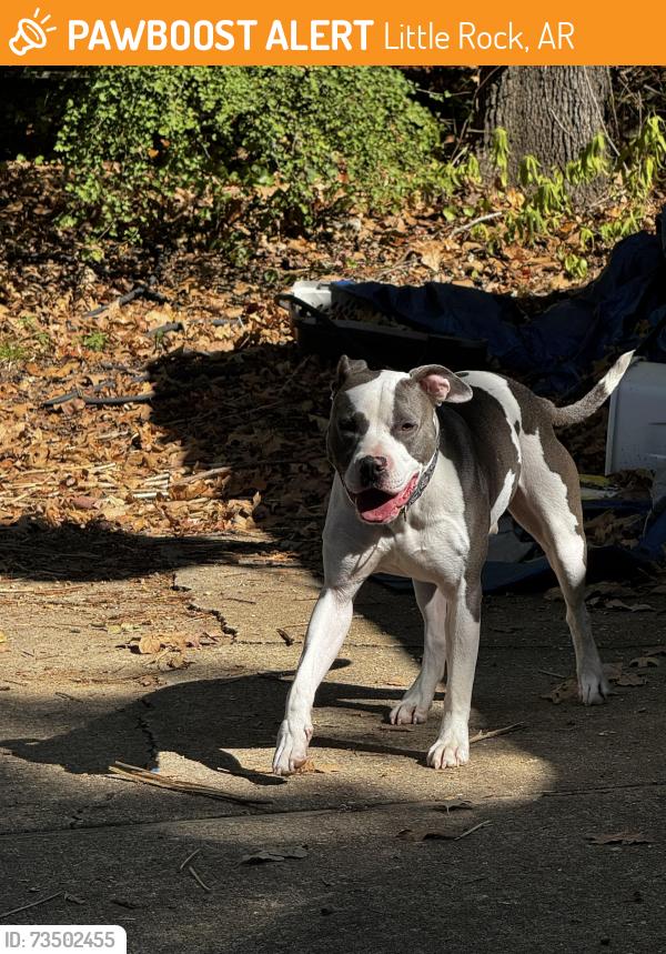 Found/Stray Male Dog last seen Near Gristmill Rd, Little Rock, AR 72227