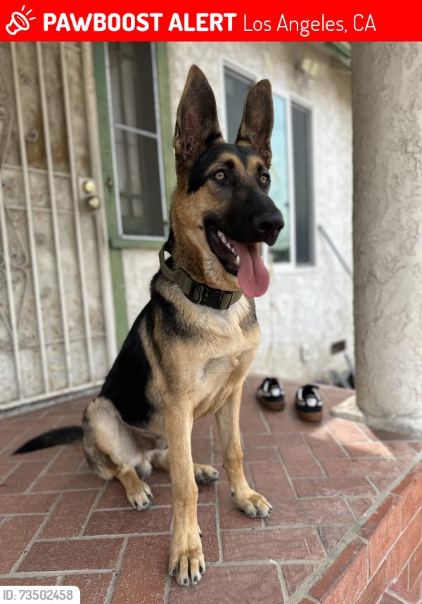 Lost Male Dog last seen Washington and Vineyard near the apmt buildings and corner liquor store, Los Angeles, CA 90016