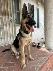 Lost Male Dog last seen Washington and Vineyard near the apmt buildings and corner liquor store, Los Angeles, CA 90016
