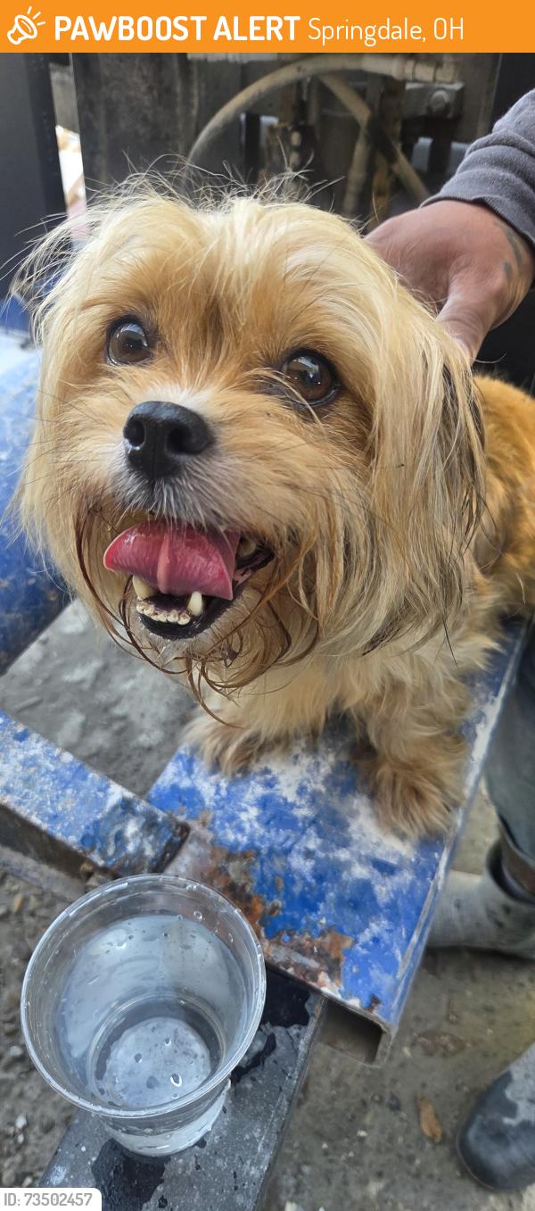 Found/Stray Female Dog last seen carolina granite, Springdale, OH 45246