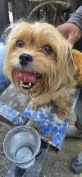 Found/Stray Female Dog last seen carolina granite, Springdale, OH 45246
