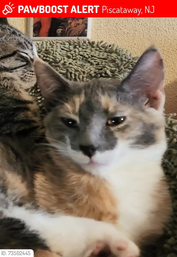 Lost Female Cat last seen Deerfield Ave and Jay St., Piscataway, NJ 08854