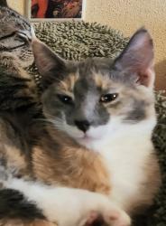 Lost Female Cat last seen Deerfield Ave and Jay St., Piscataway, NJ 08854