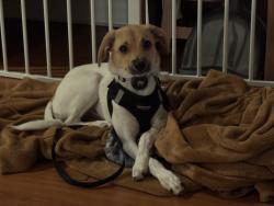 Reunited Male Dog last seen 12th Avenue and 18th Street, Oakland, CA 94607
