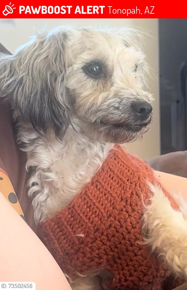 Lost Female Dog last seen 381sr ave & San Miguel, Tonopah, AZ 85354