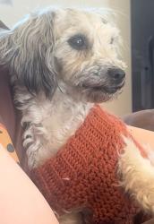 Lost Female Dog last seen 381sr ave & San Miguel, Tonopah, AZ 85354