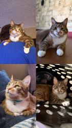 Reunited Female Cat last seen Norcross Rd, Wintergreen Gorge Cemetery, Erie, PA 16510