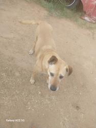 Reunited Female Dog last seen Van buren and central, Avondale, AZ 85323