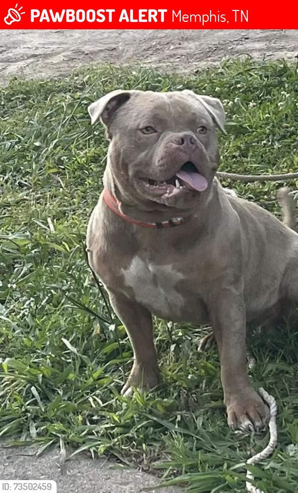 Lost Male Dog last seen Mason Avenue, Memphis, Tn, Usa, Memphis, TN 38122