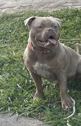 Lost Male Dog last seen Mason Avenue, Memphis, Tn, Usa, Memphis, TN 38122