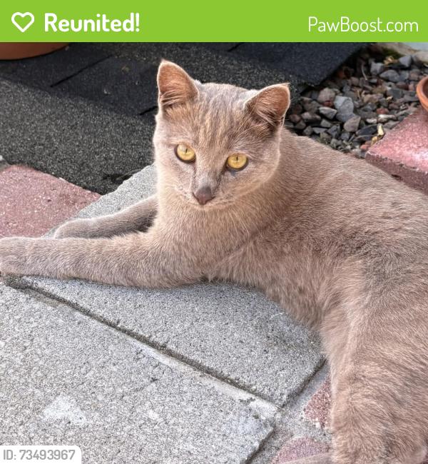 Reunited Male Cat last seen Petersen Lane and Bodega Ave, Petaluma, CA 94952