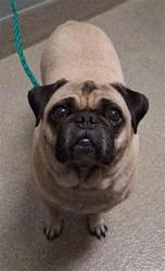Shelter Stray Male Dog last seen Near BLOCK ISABELLE AVE, 655 N Mojave Rd, Las Vegas, NV 89101, USA