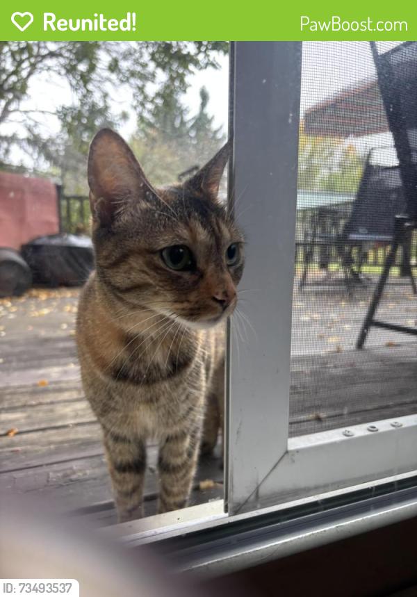 Reunited Unknown Cat last seen Near W. Liberty, Ann Arbor, MI 48103