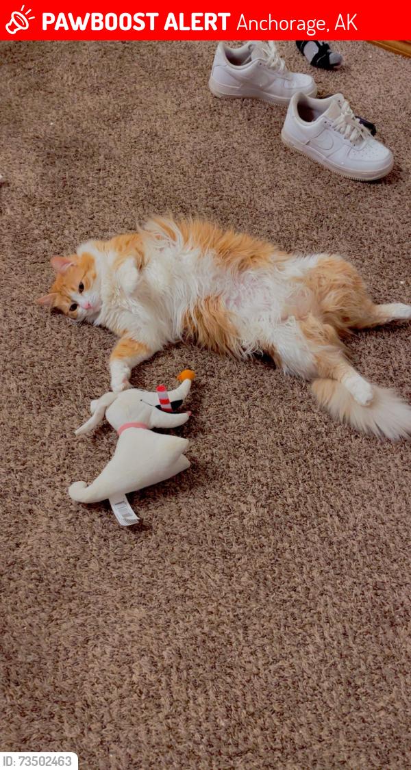 Lost Female Cat last seen Debarr, Anchorage, AK 99508
