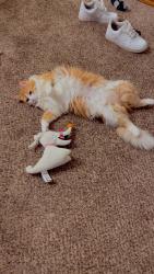 Lost Female Cat last seen Debarr, Anchorage, AK 99508