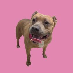 Shelter Stray Female Dog last seen Near BLOCK WINGFOOT PL, TEHACHAPI CA 93561, 3951 Fruitvale Ave, Bakersfield, CA 93308, USA