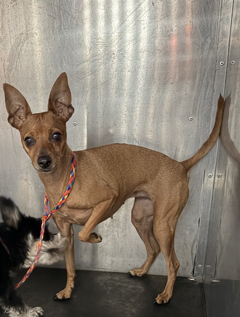 Shelter Stray Female Dog last seen Near BLOCK W 3500 S, WEST VALLEY CITY UT 84128, 4522 W 3500 S, West Valley City, UT 84120, USA