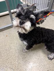 Shelter Stray Male Dog last seen Near BLOCK W 3500 S, WEST VALLEY CITY UT 84128, 4522 W 3500 S, West Valley City, UT 84120, USA