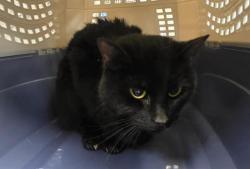 Shelter Stray Female Cat last seen Near BLOCK W 3100 S, WEST VALLEY CITY UT 84119, 4522 W 3500 S, West Valley City, UT 84120, USA