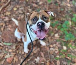 Shelter Stray Male Dog last seen CHARLOTTE, 8315 Byrum Dr, Charlotte, NC 28217, USA