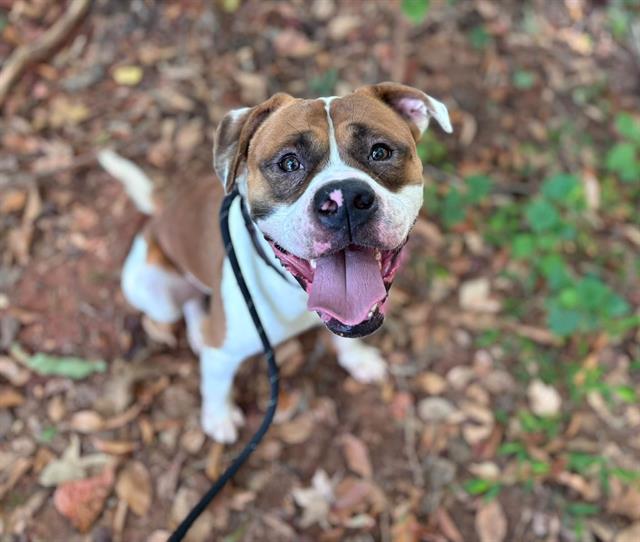 Shelter Stray Male Dog last seen CHARLOTTE, 8315 Byrum Dr, Charlotte, NC 28217, USA