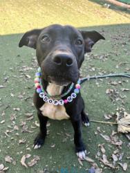 Shelter Stray Male Dog last seen CHARLOTTE, 8315 Byrum Dr, Charlotte, NC 28217, USA