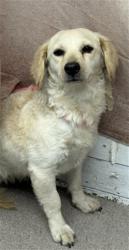 Shelter Stray Female Dog last seen NORMAN AND WATERMAN, 333 Chandler Pl, San Bernardino, CA 92408, USA