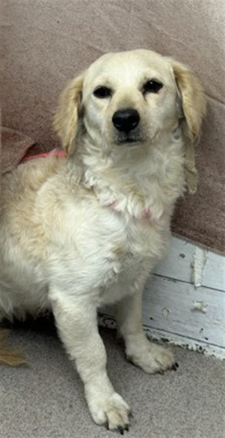 Shelter Stray Female Dog last seen NORMAN AND WATERMAN, 333 Chandler Pl, San Bernardino, CA 92408, USA